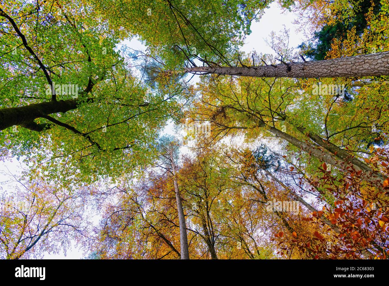 Recherche d'arbres en automne, Bade-Wurtemberg, Allemagne Banque D'Images