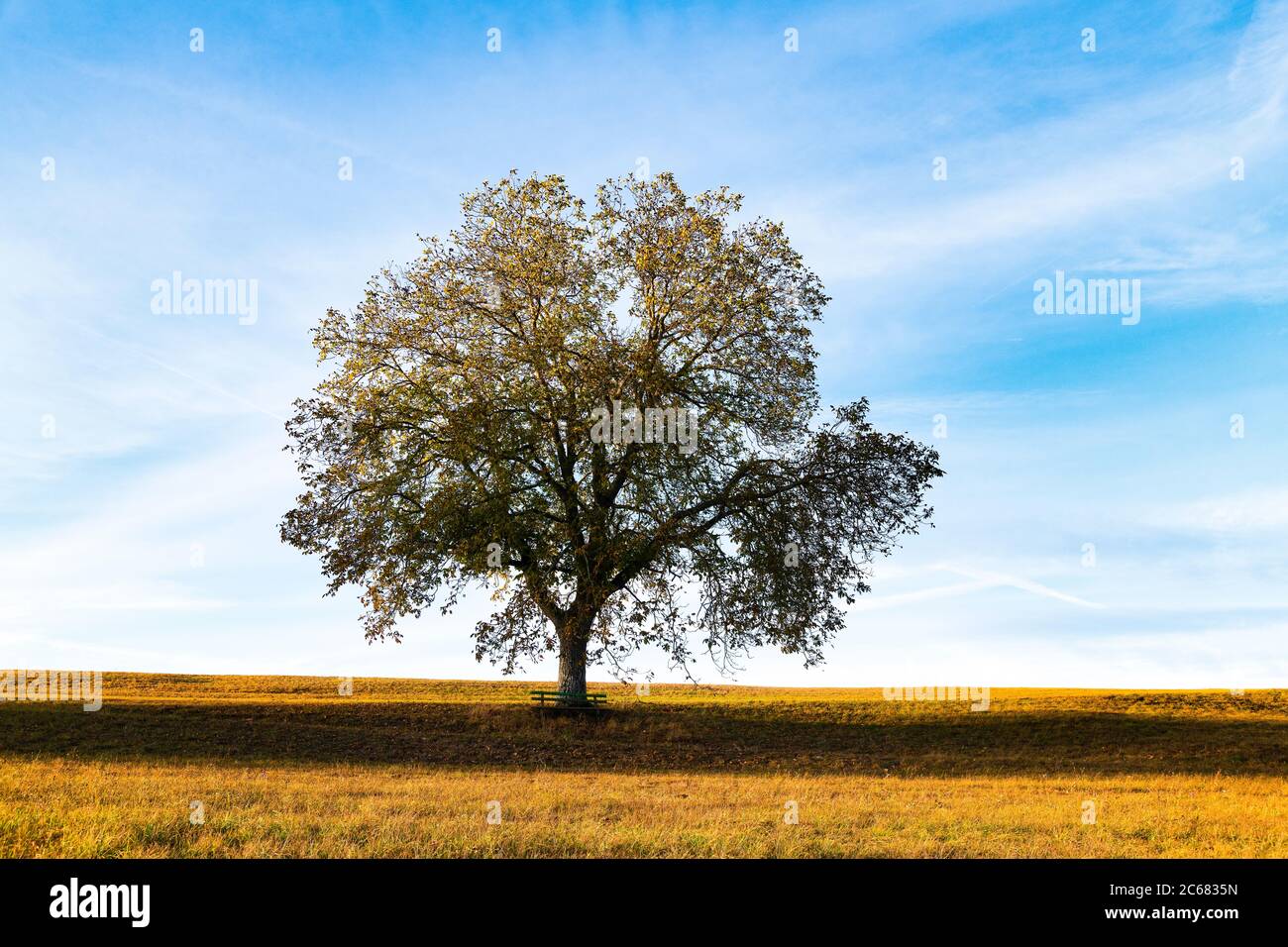 Arbre unique et banc dans le champ, Bade-Wurtemberg, Allemagne Banque D'Images