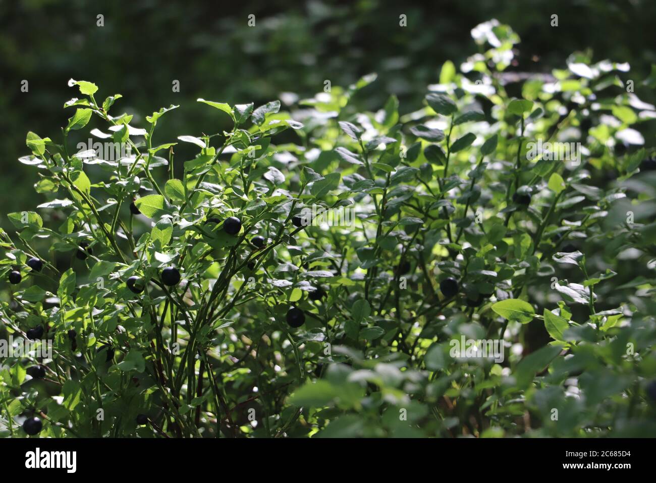 baies sauvages attachées à la plante entourée de feuillage vert Banque D'Images
