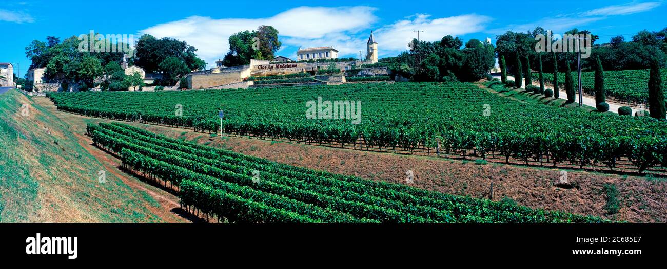 Vignobles près de Bordeaux dans la petite ville de Saint-Émilion, Gironde, France Banque D'Images