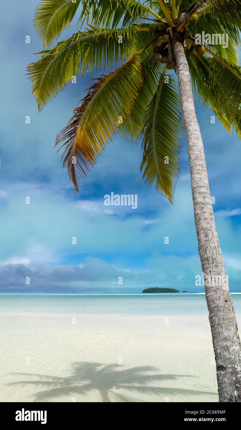 Palmiers à noix de coco sur la plage tropicale, Tapuaetai Motu, Aitutaki, îles Cook Banque D'Images