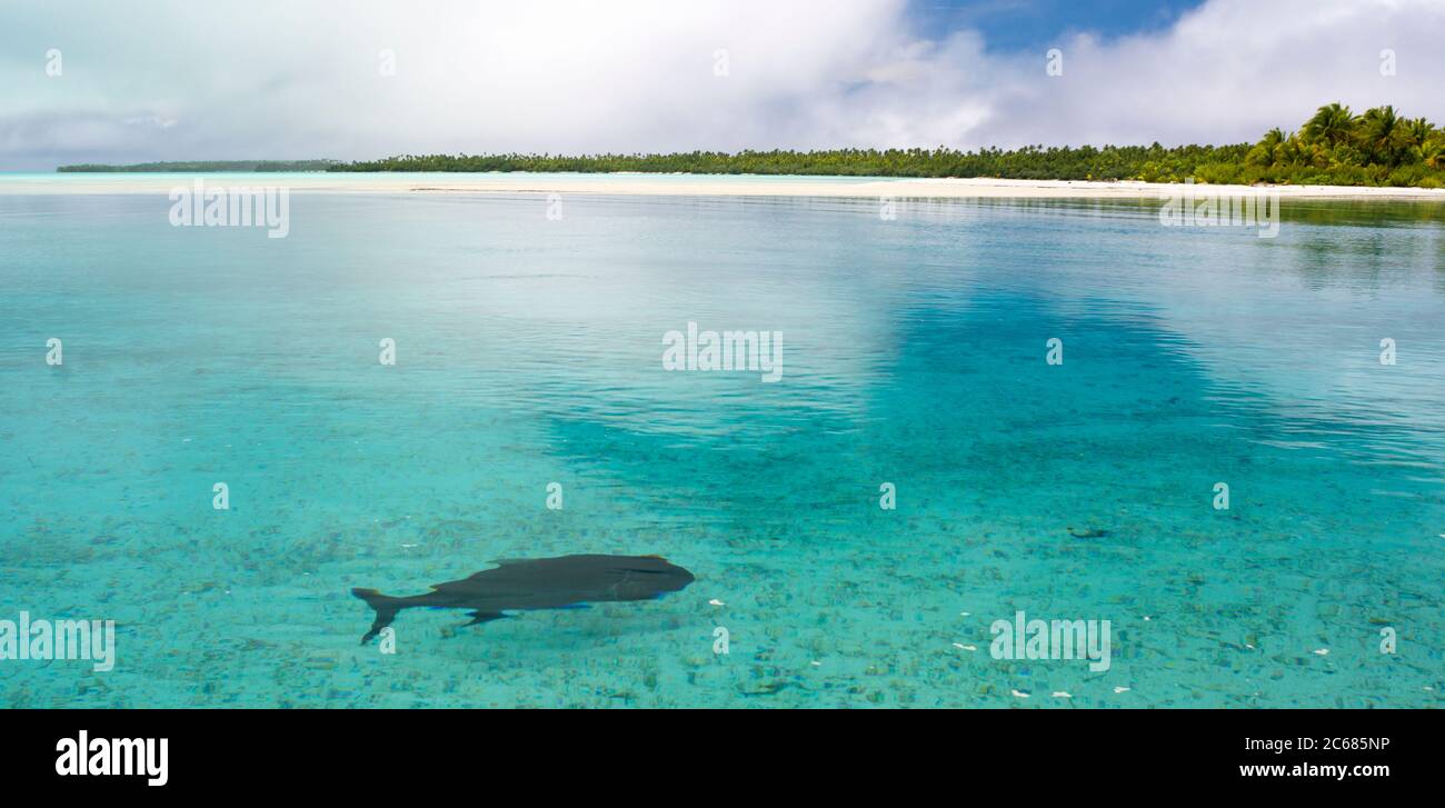 Pêche en mer près de Tapuaetai Motu, Aitutaki, Iles Cook Banque D'Images