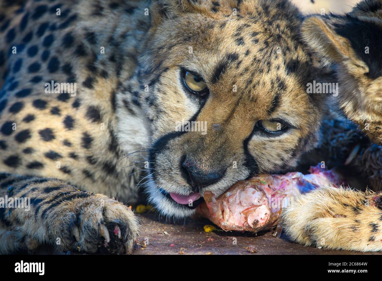 La guépard captive se nourrit de la plaque de viande de la forêt de l'arbre de quiver, Keetmanshoop, Namibie Banque D'Images