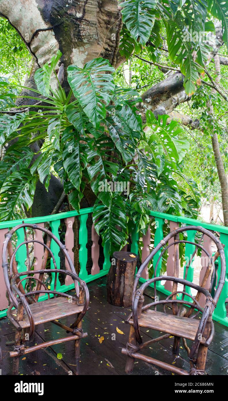 Vue sur l'arbre et les chaises au restaurant, Nogalito Eco Park, Puerto Vallarta, Jalisco, Mexique Banque D'Images