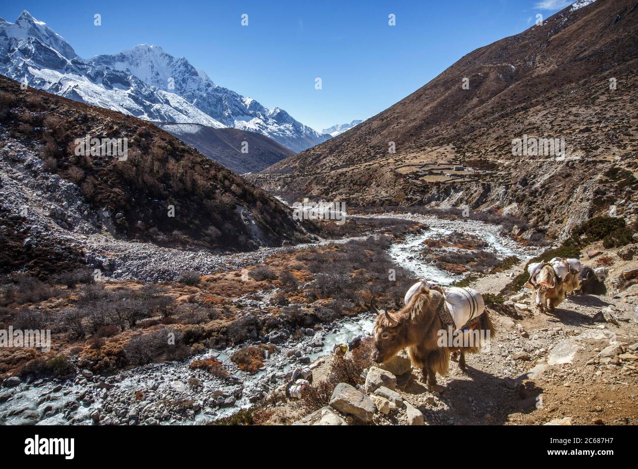 Les yaks transportent des marchandises dans la vallée de Khumbu au Népal vers le camp de base de l'Everest. Banque D'Images Les yaks transportent des marchandises dans la vallée de Khumbu au Népal vers le camp de base de l'Everest. Banque D'Images
