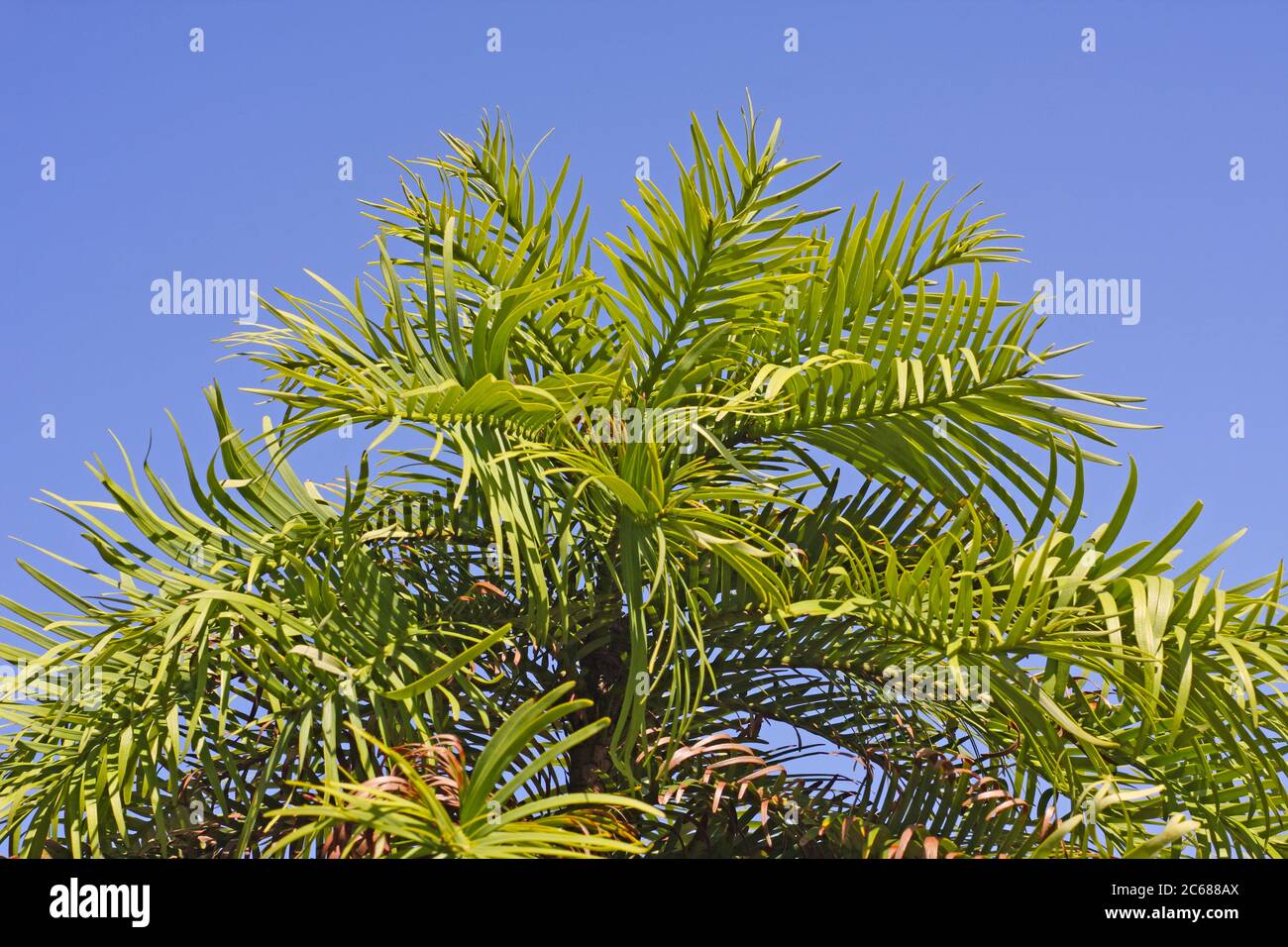 Gros plan de l'arbre wollemi (Araucariaceae) Banque D'Images