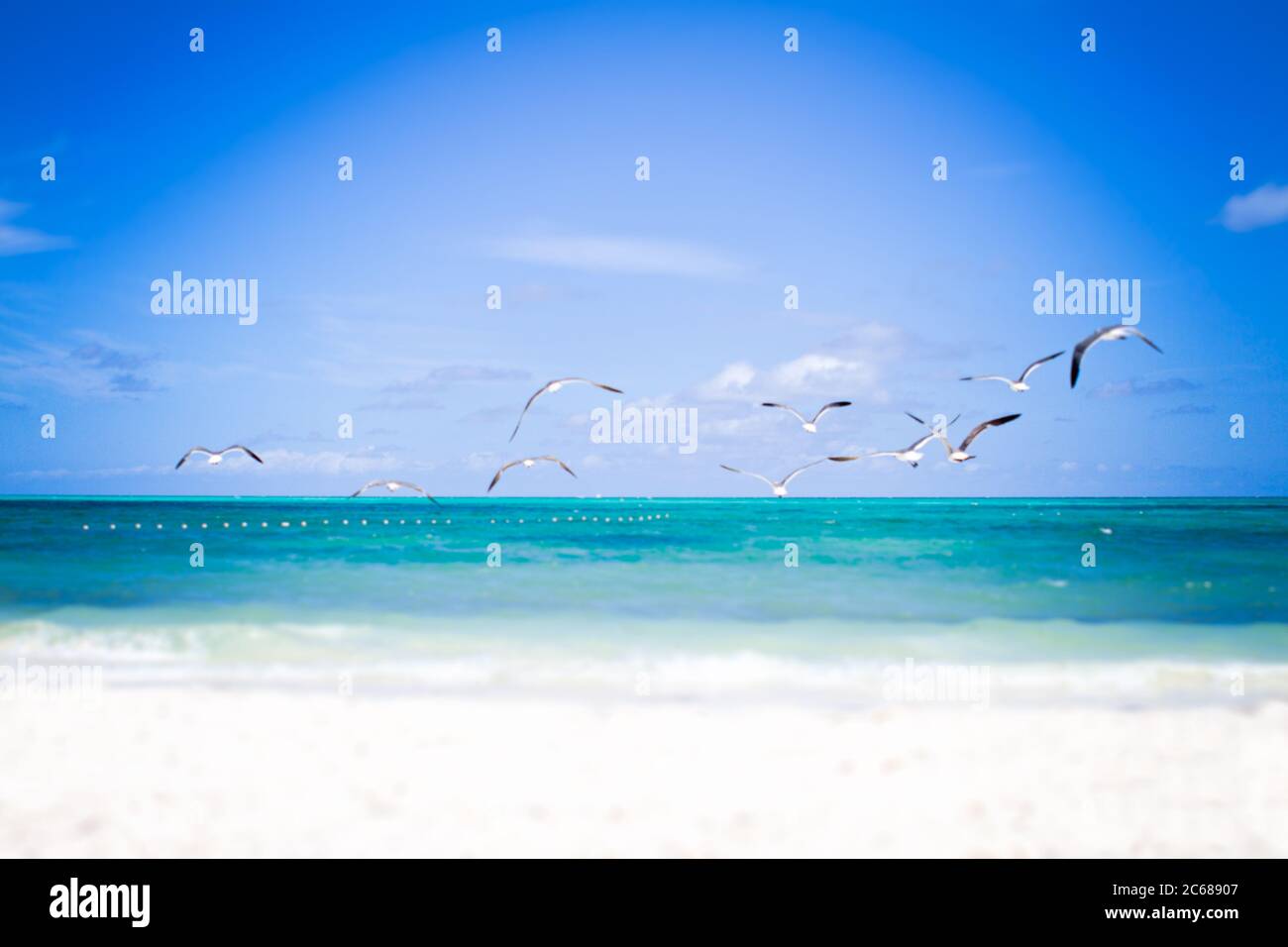 Un troupeau d'oiseaux volant au-dessus des eaux turquoises des Caraïbes Banque D'Images