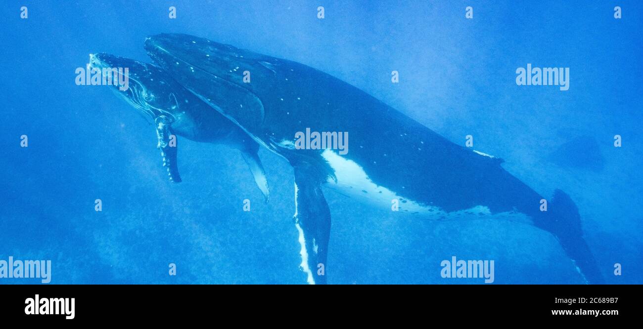Vue sur la famille des baleines à bosse (Megaptera novaeangliae), Tonga, Polynésie Banque D'Images