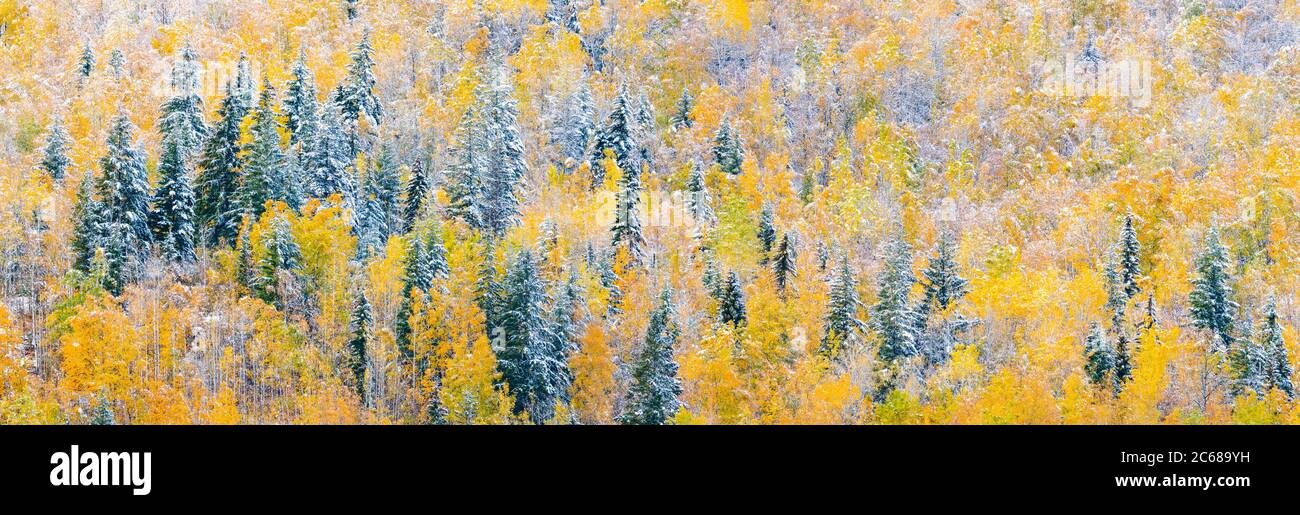Vue sur la neige à l'automne, parc provincial Wells Gray, Colombie-Britannique, Canada Banque D'Images
