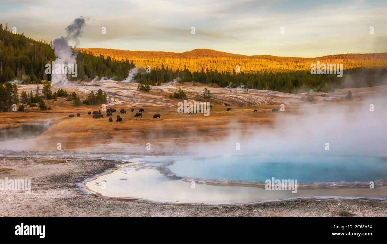 Sources d'eau chaude et bassin geyser avec bisons paître au parc national de Yellowstone, Wyoming, États-Unis. Banque D'Images