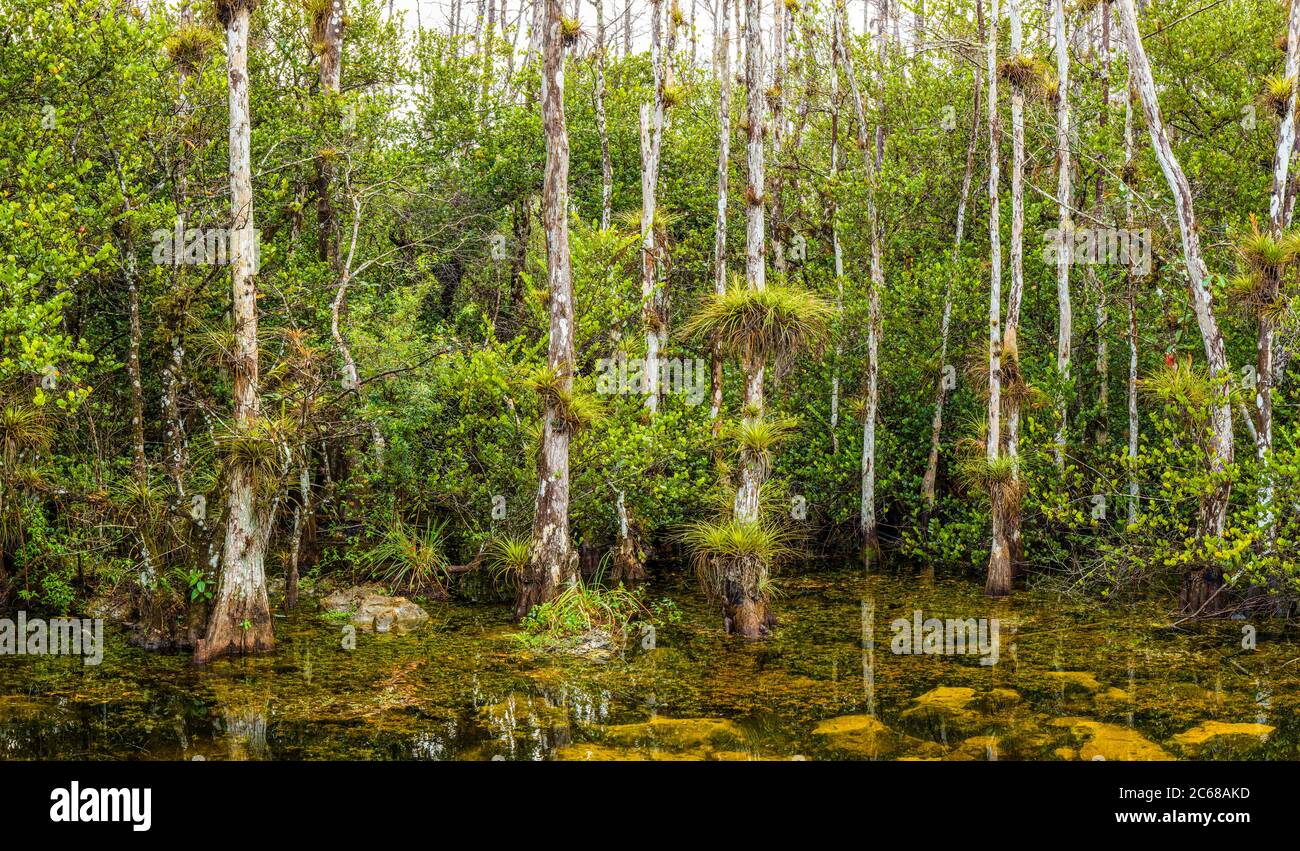 Marais dans la réserve nationale de Big Cypress, Floride, États-Unis Banque D'Images