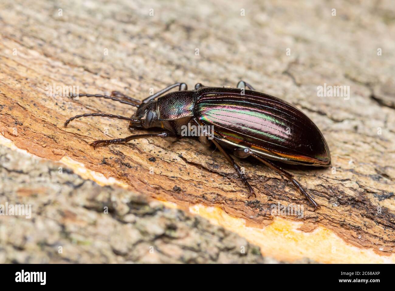 Darkling Beetle (Tarpela micans) alias Rainbow Beetle. Banque D'Images