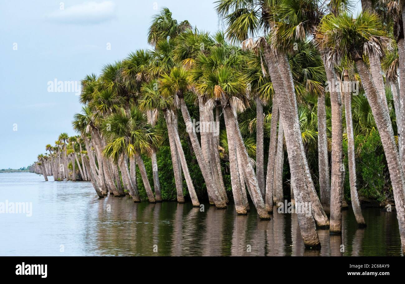 Vue sur les palmiers, Farm 13 Stick Marsh, Floride, États-Unis Banque D'Images