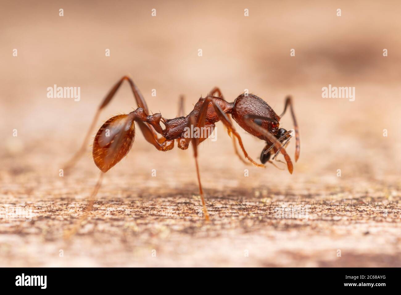 Un travailleur de l'Ant (Aphaenogaster fulva), qui a été asté par la colonne, ramène une petite guêpe à sa colonie. Banque D'Images