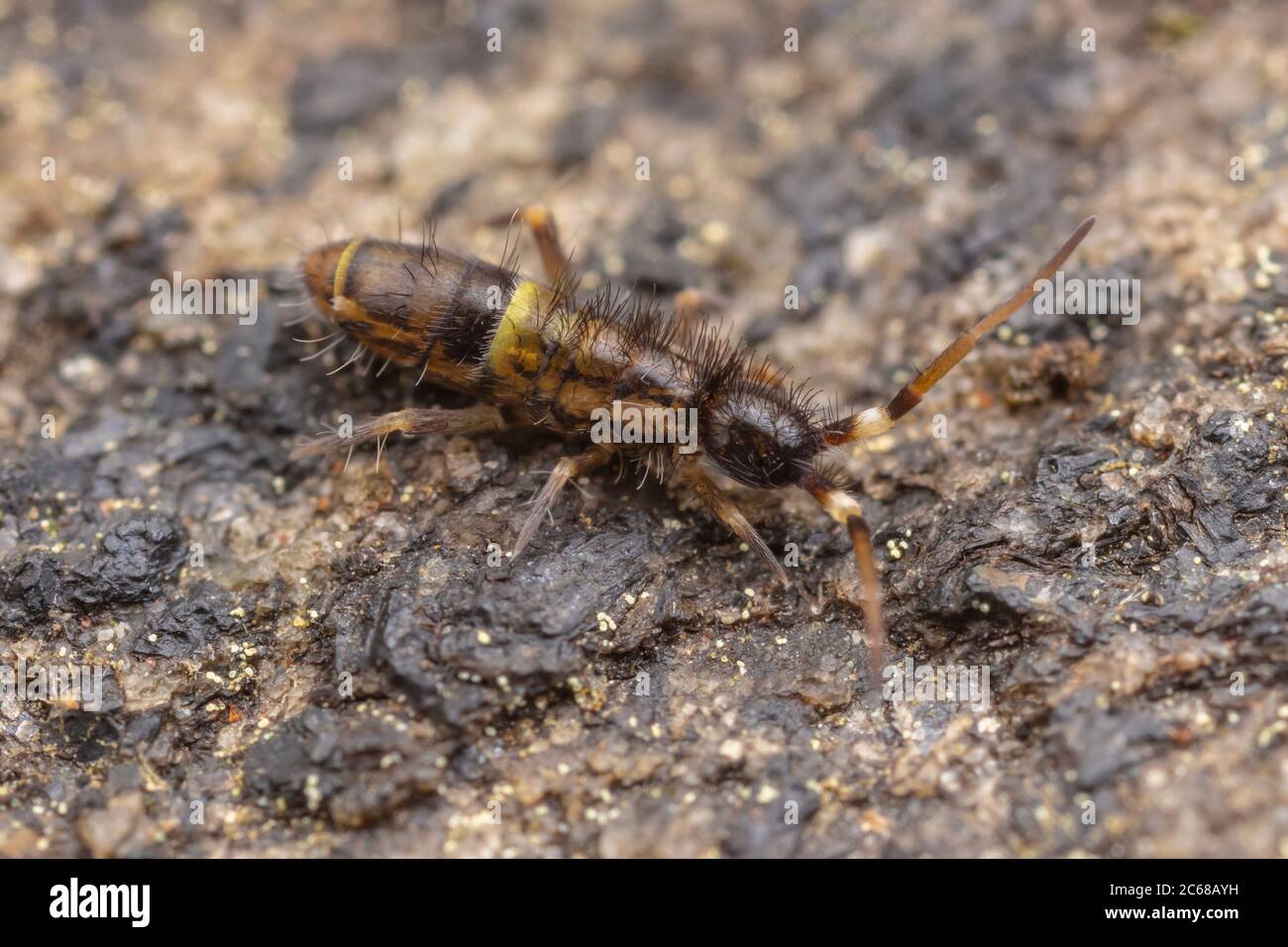 Queue de Springtail mince (Orchesella cincta) Banque D'Images