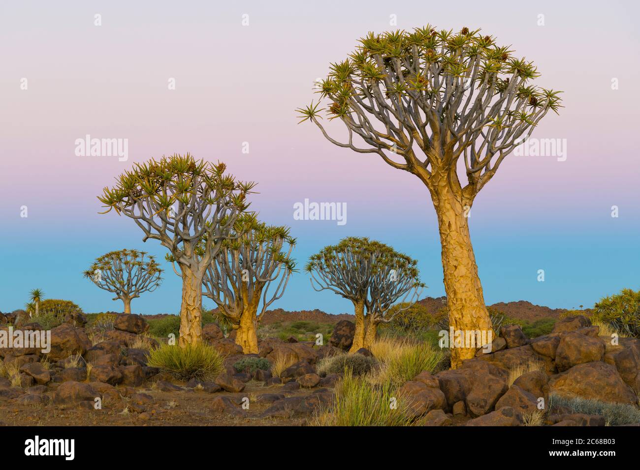 Vue sur le quiver (Dichotomum Aloidendron) Namibie, Afrique Banque D'Images