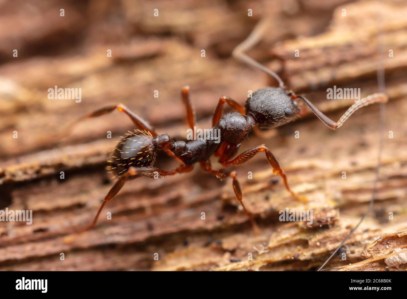 Ant à colonne vertébrale (Aphaenogaster picea) Banque D'Images