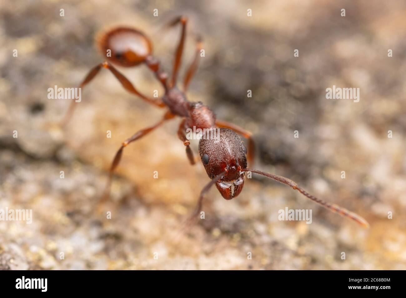 Ant à colonne vertébrale (Aphaenogaster fulva) Banque D'Images