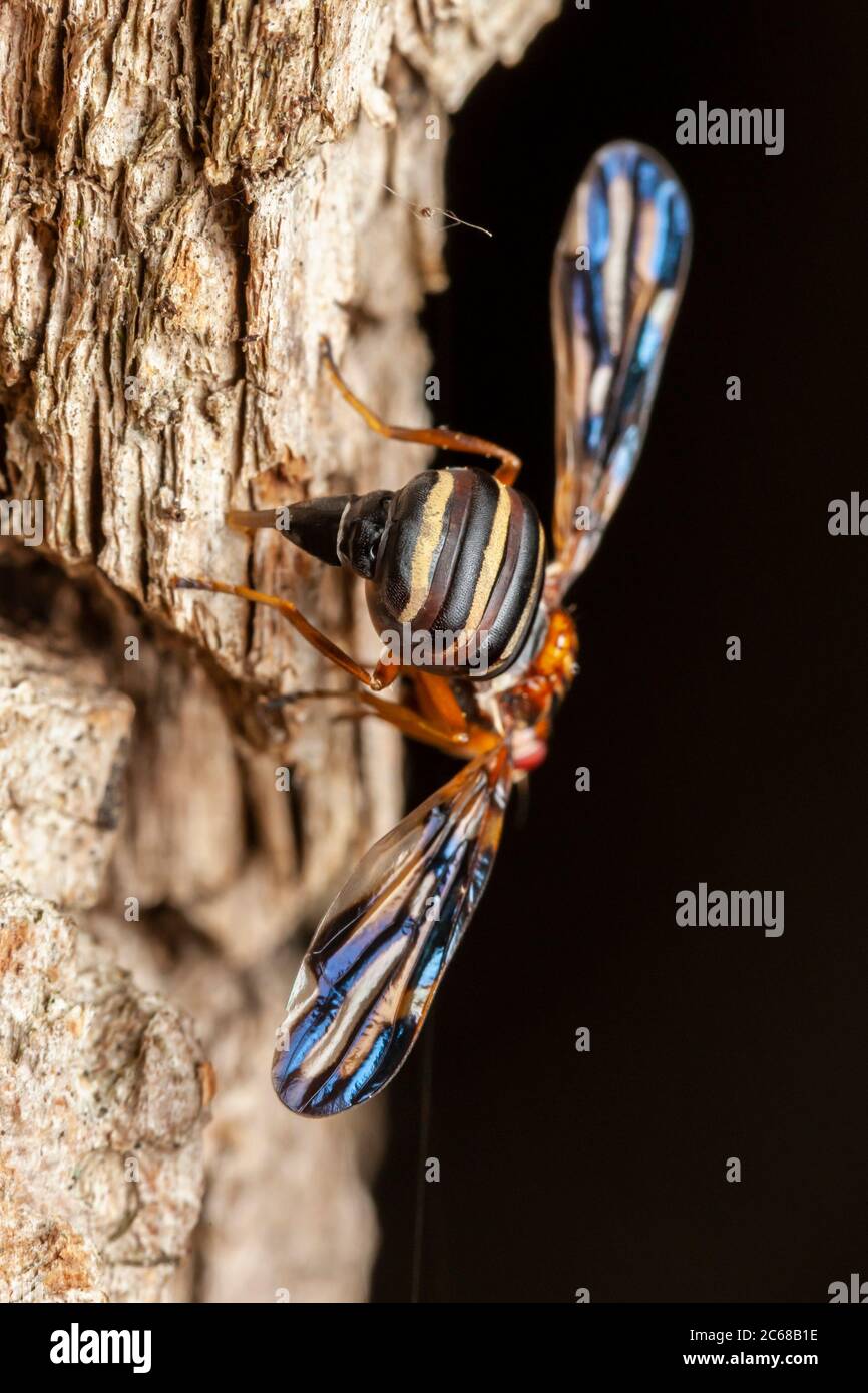 Une mouche à ailes d'image (Idana marginata) femelle a des oviposits dans l'écorce d'un arbre de la sauterelle noire (Robinia pseudoacacia). Banque D'Images