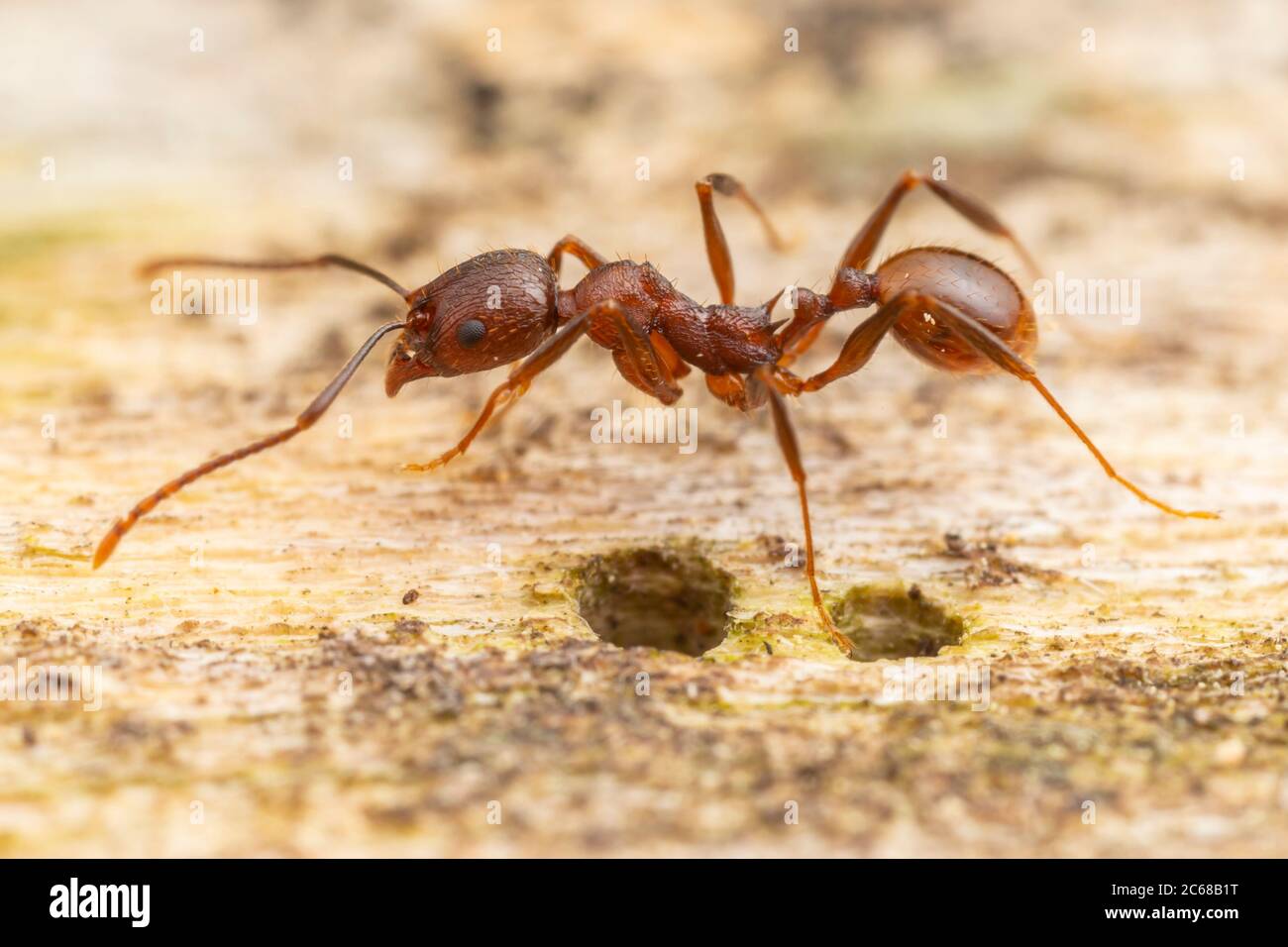 Ant à colonne vertébrale (Aphaenogaster fulva) Banque D'Images