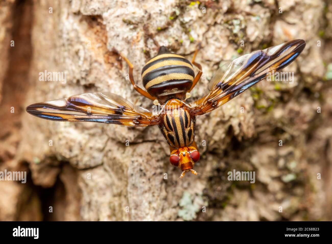 Mouche à ailes d'image (Idana marginata) Banque D'Images