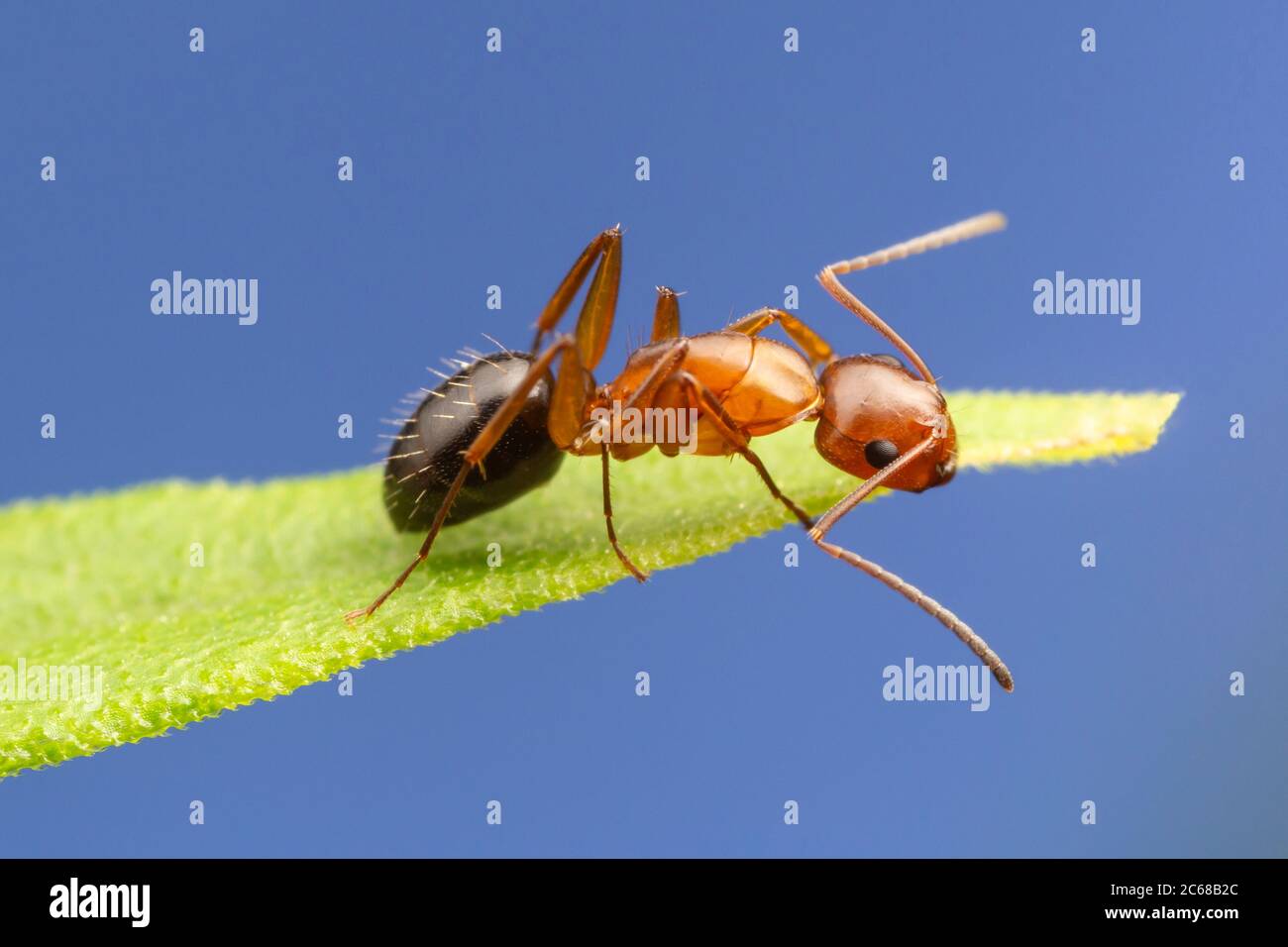 Un ouvrier de charpentier (Camponotus decipiens) fourmis sur la végétation. Banque D'Images