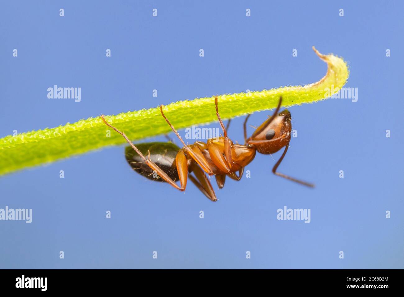 Un ouvrier de charpentier (Camponotus decipiens) fourmis sur la végétation. Banque D'Images
