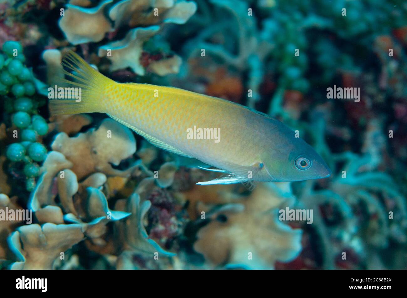 Twospot Wrasse, Halichoeres prosopeion, Tanjung Riarwepan, Mioswaar, Cendrawasih Bay,Papouasie occidentale, Indonésie Banque D'Images