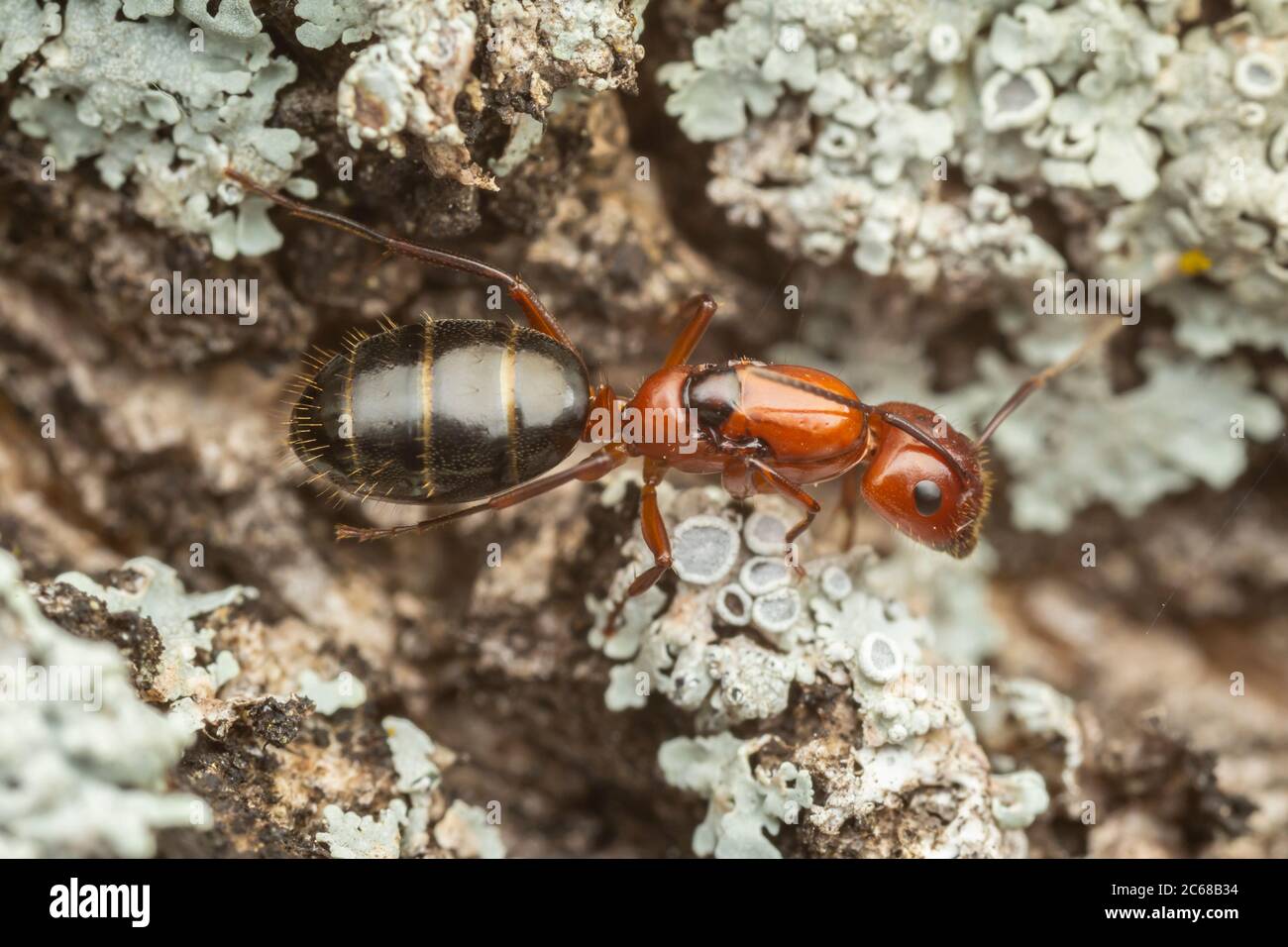 Une reine de désalate de charpentier (Camponotus discolor) explore l'écorce d'un arbre pour le site d'une nouvelle colonie. Banque D'Images