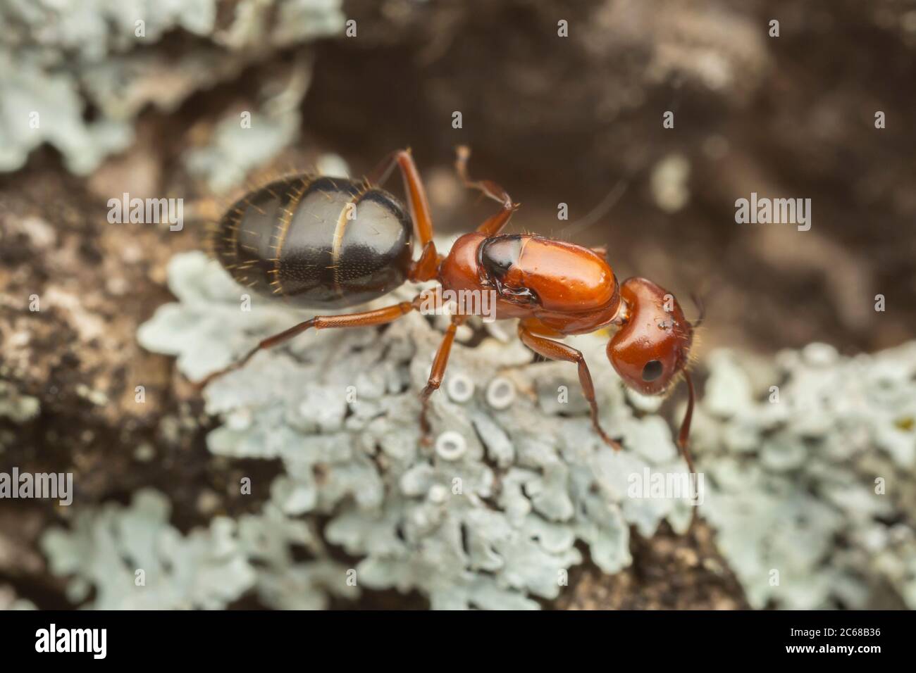 Une reine de désalate de charpentier (Camponotus discolor) explore l'écorce d'un arbre pour le site d'une nouvelle colonie. Banque D'Images