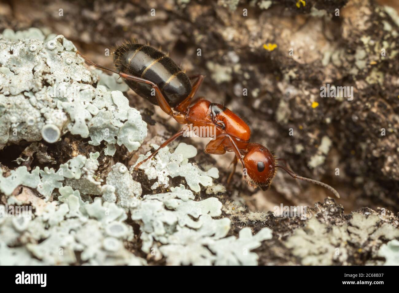 Une reine de désalate de charpentier (Camponotus discolor) explore l'écorce d'un arbre pour le site d'une nouvelle colonie. Banque D'Images