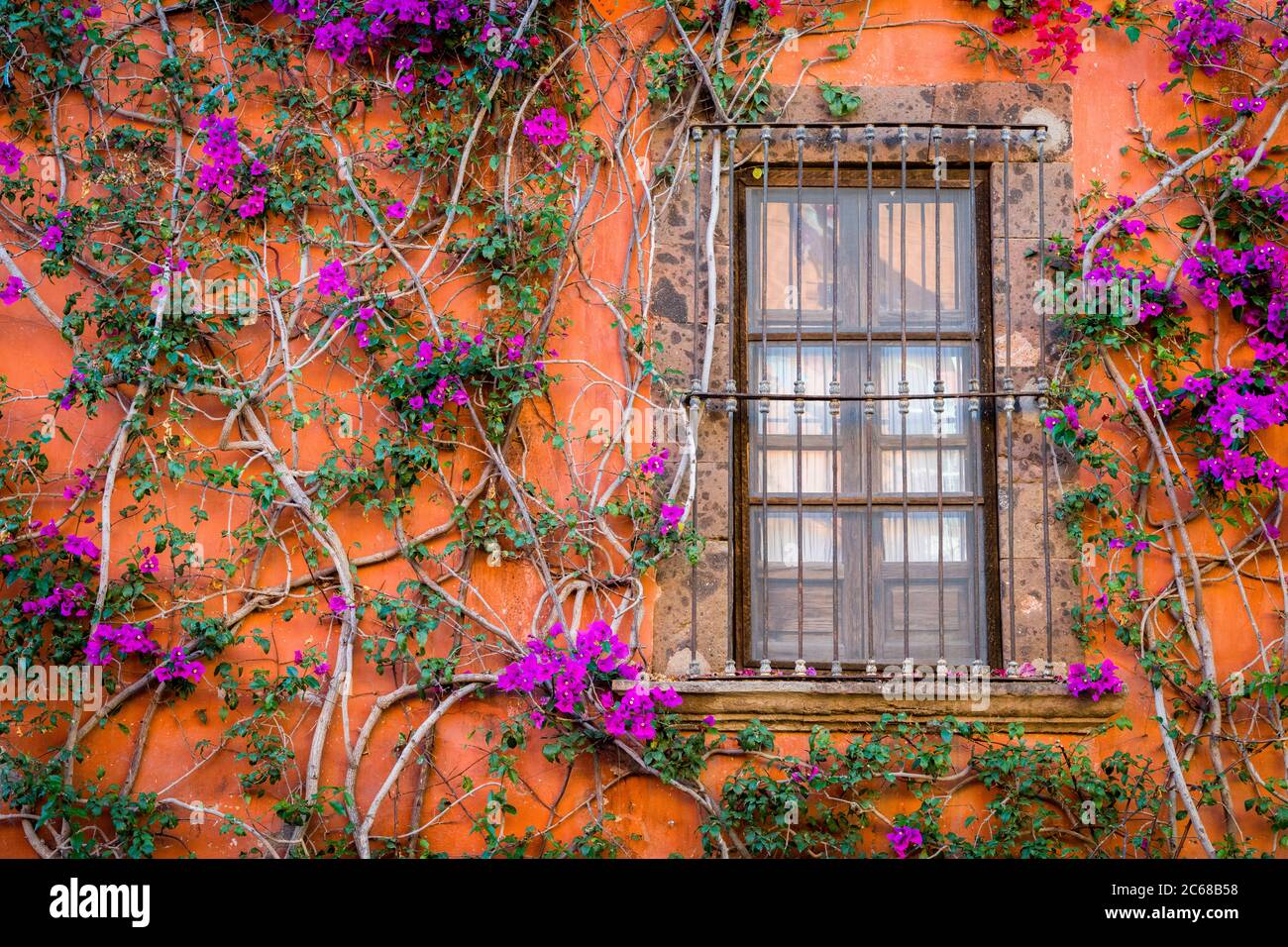 Vue sur le mur et la fenêtre couverte par Bougainvillea, San Miguel de Allende, Mexique Banque D'Images Vue sur le mur et la fenêtre couverte par Bougainvillea, San Miguel de Allende, Mexique Banque D'Images