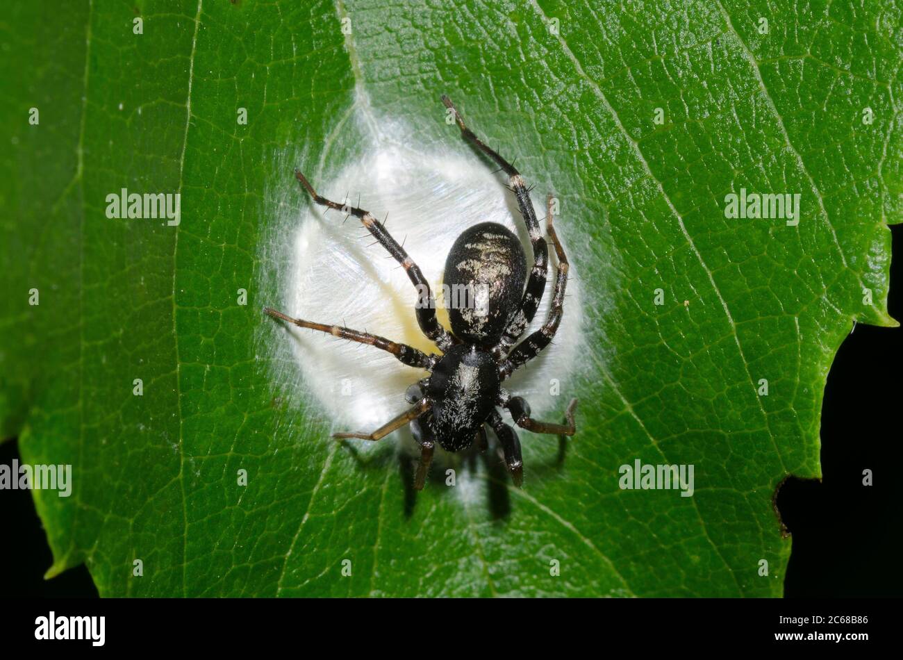 Antimmer sac Spider, Castianeira sp., femelle faisant des œufs caisse Banque D'Images