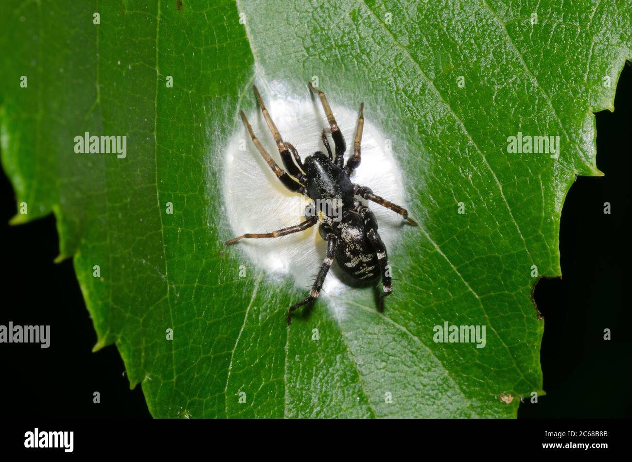 Antimmer sac Spider, Castianeira sp., femelle faisant des œufs caisse Banque D'Images