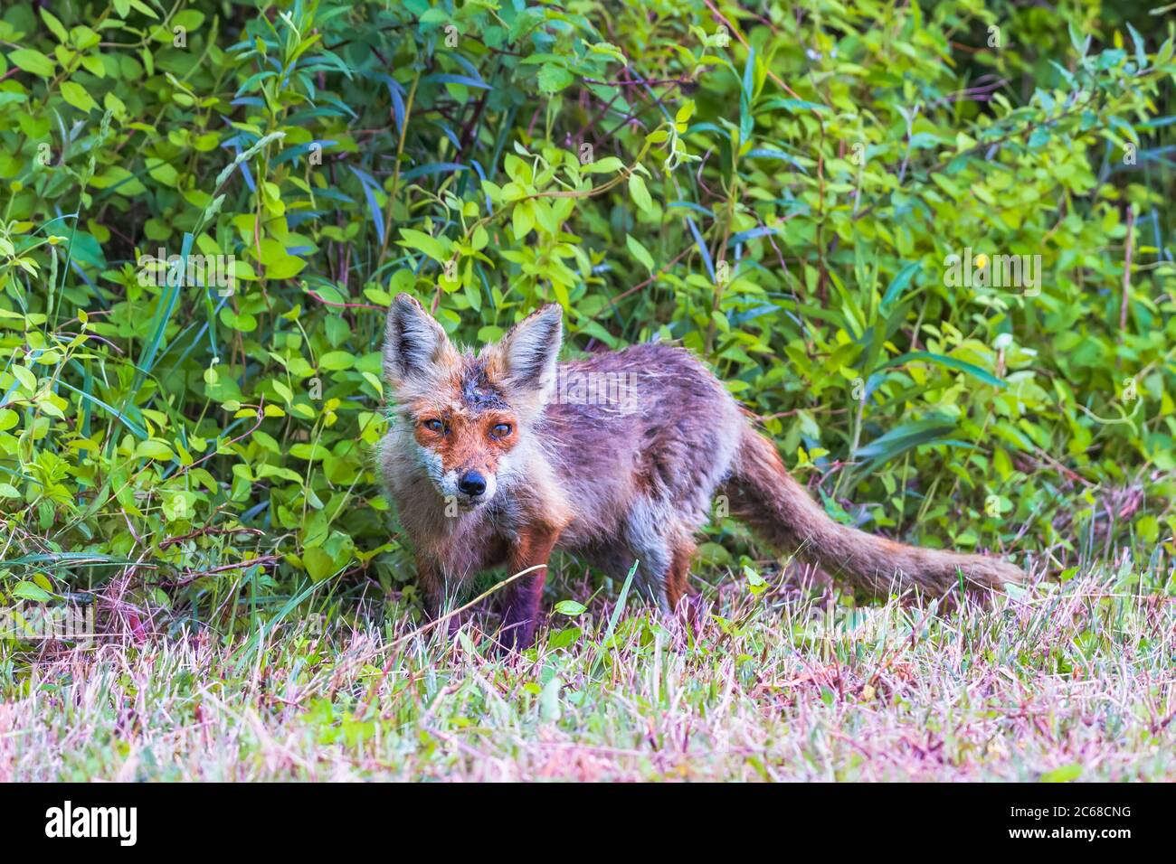 Renard roux d'Amérique de l'est (Vulpes vulpes fulvus) juvénile dans la réserve naturelle nationale de Bombay Hook. Delaware. ÉTATS-UNIS Banque D'Images