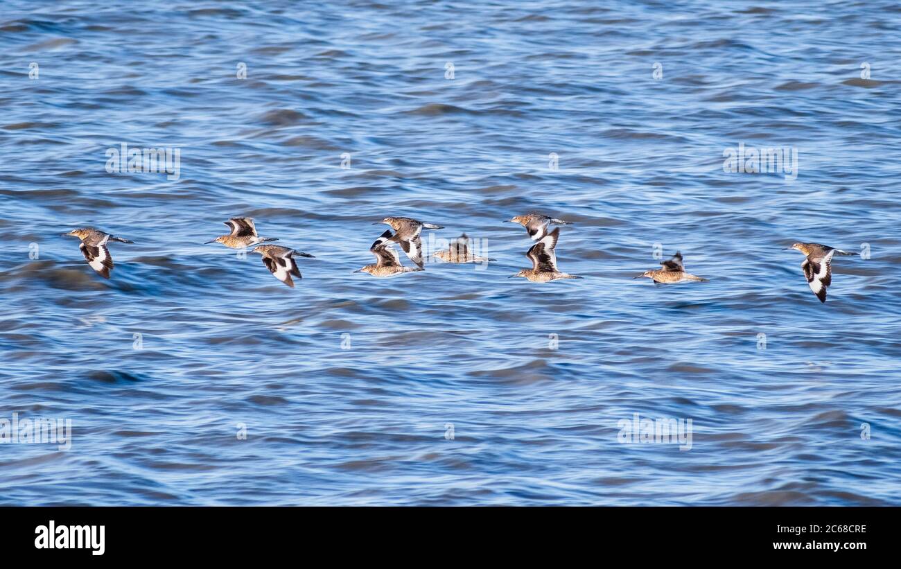 Un troupeau d'oiseaux de Willet (Tringa semipalmata) qui survole les eaux de la baie de San Francisco, Palo Alto, Californie; fond bleu de surface d'eau Banque D'Images