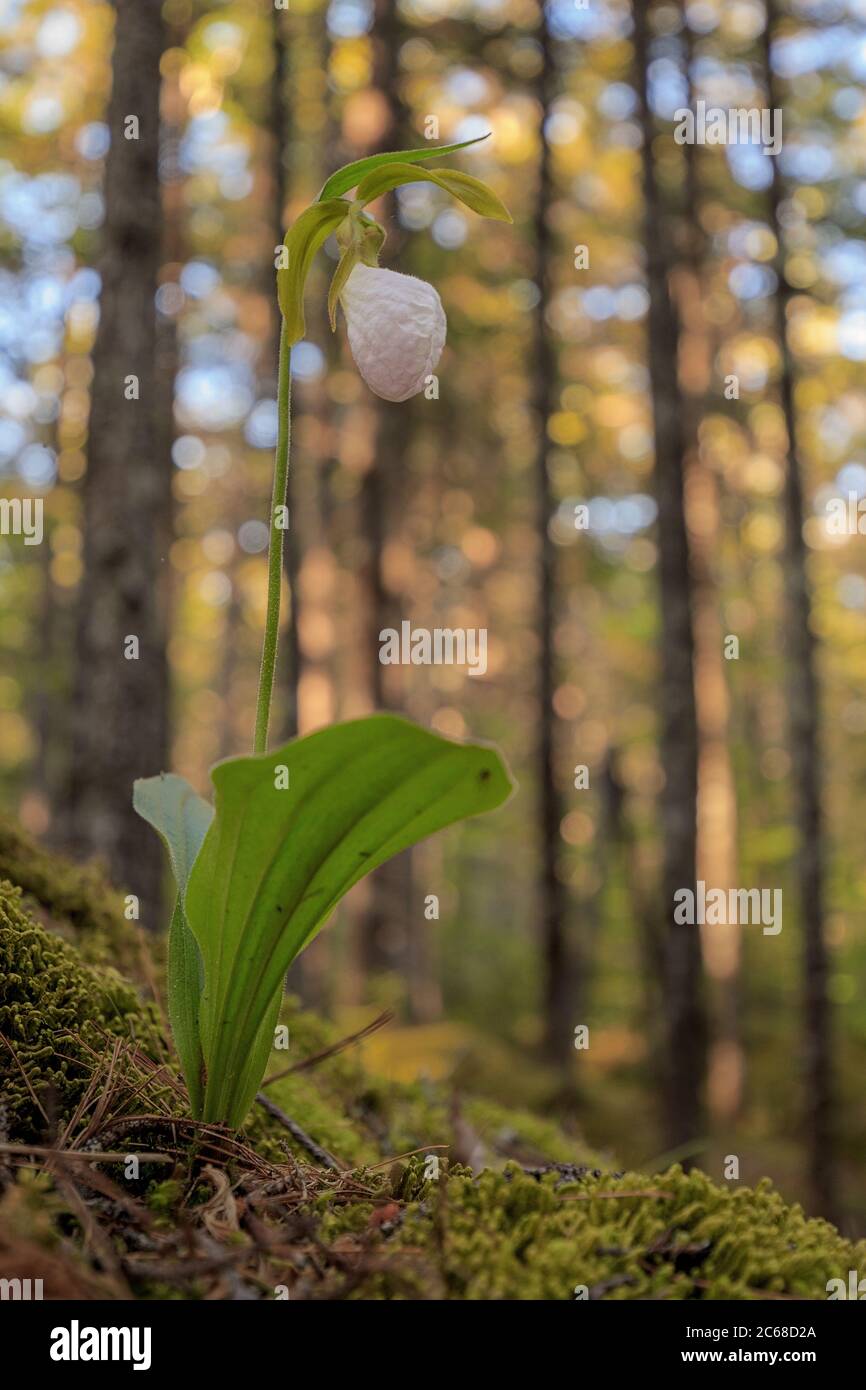 Un Slipper de dame rose dans un quartier de mousse du parc national Baxter. Banque D'Images