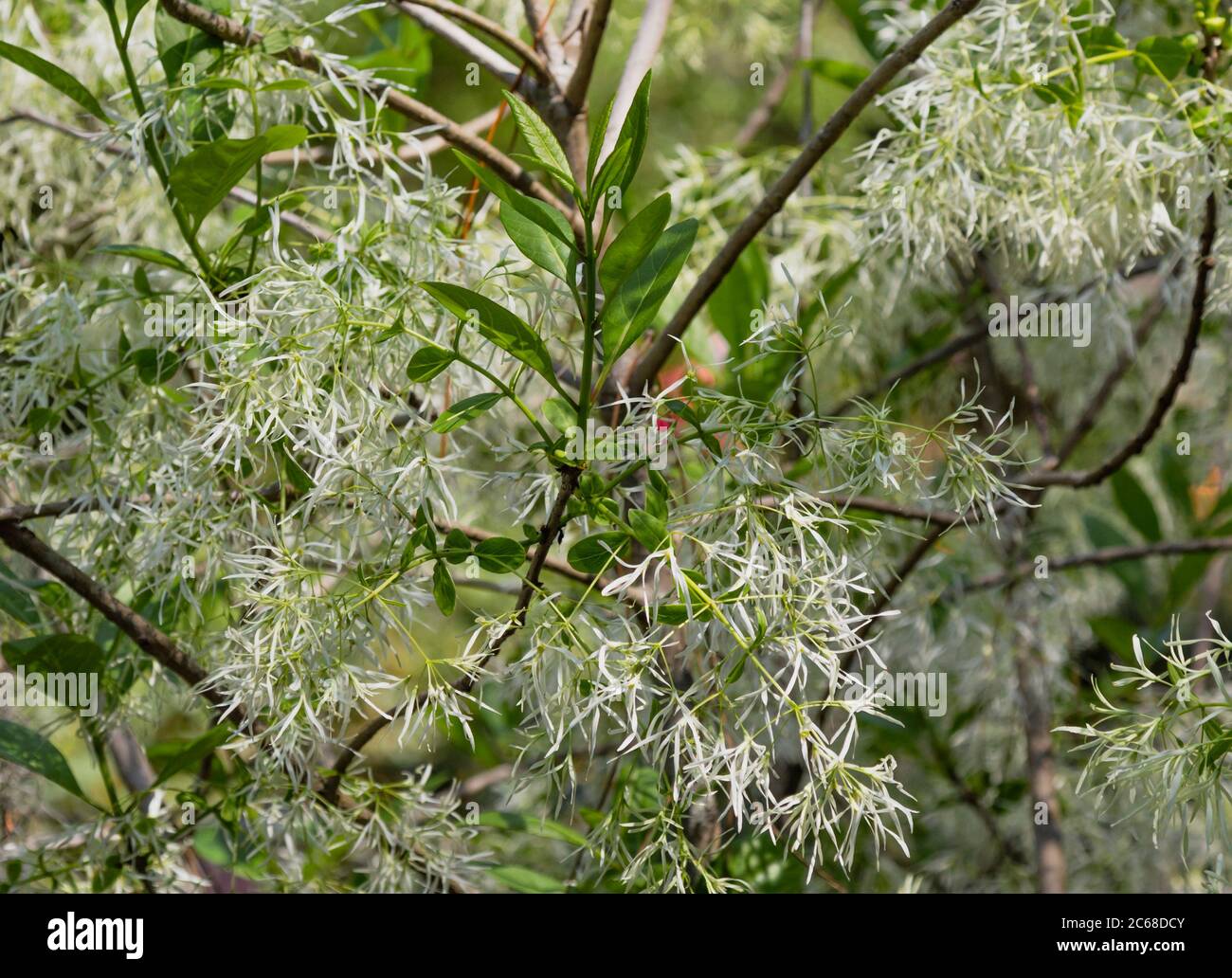 Gros plan de belles fleurs de noisette blanche sur les branches d'arbres Banque D'Images