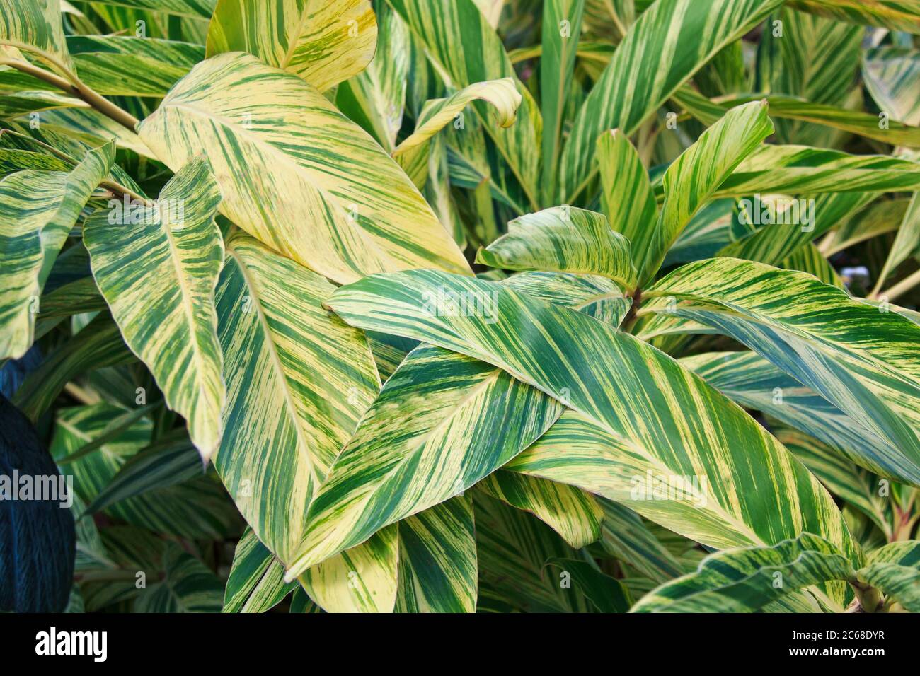 Gros plan du feuillage frappant sur le Ginger à coquille Variegated, à l'usine Alpinia zerumbet Variegata Banque D'Images