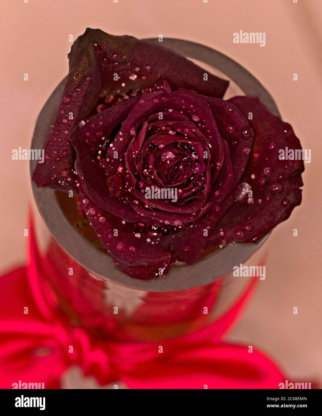 Rose rouge foncé dans un vase en verre présentant des pétales pleins de gouttelettes d'eau. Banque D'Images