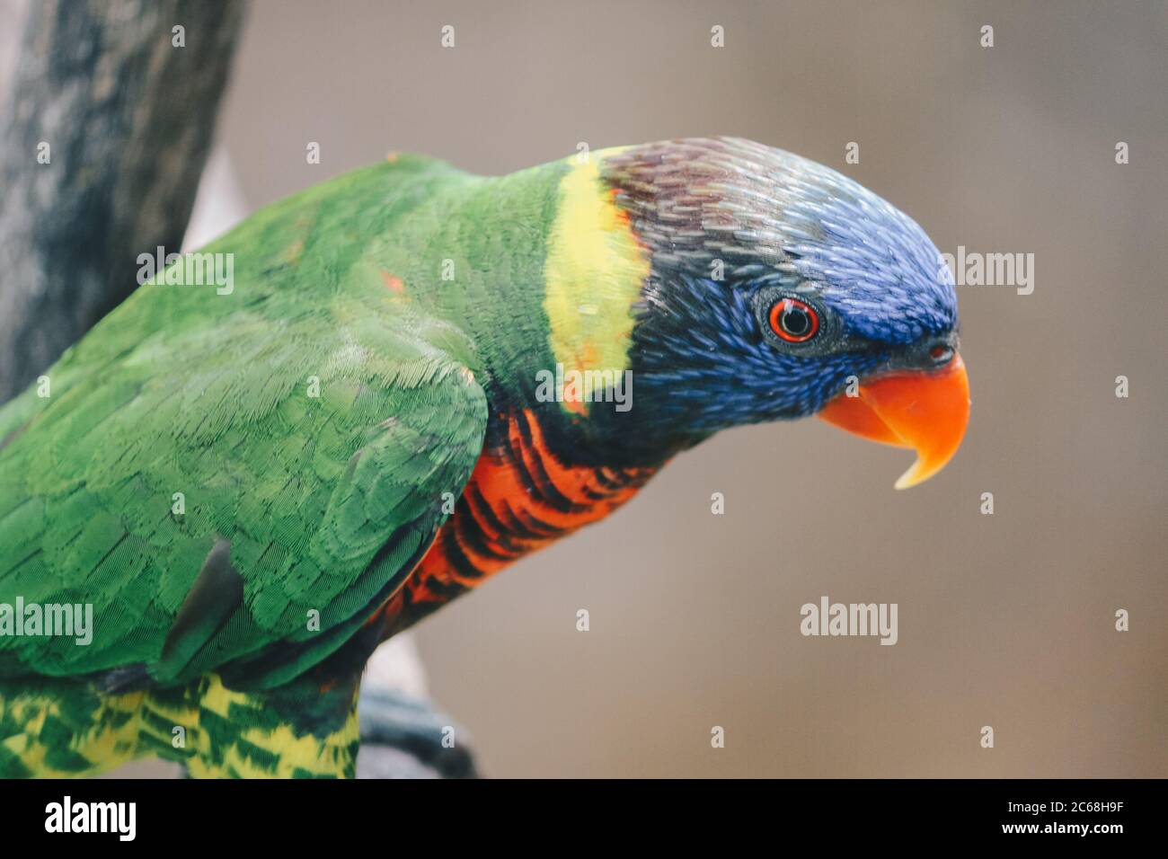 Gros plan de l'oiseau de Lorikeets de noix de coco (Trichoglossus haematodus) Banque D'Images