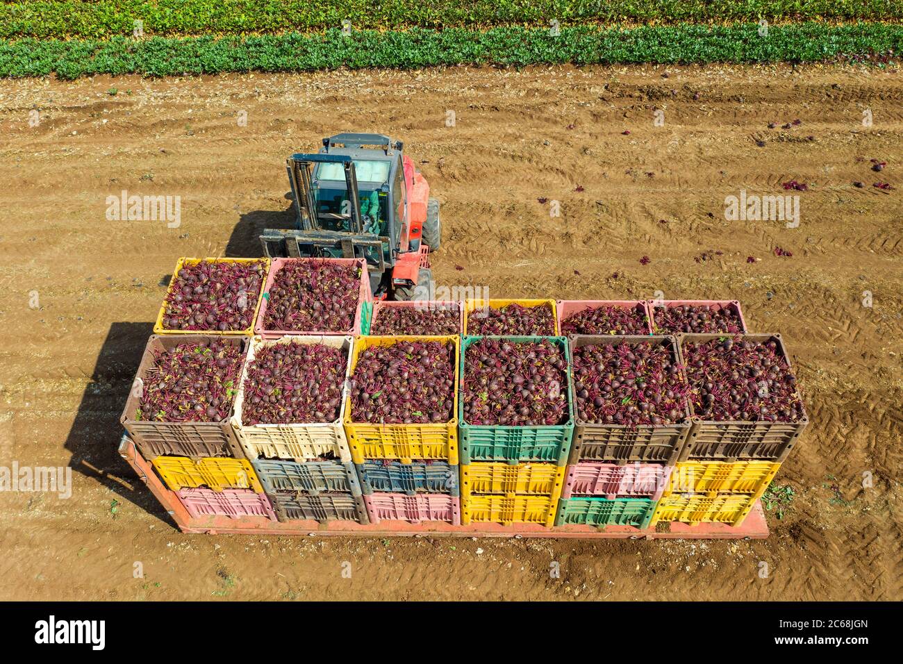 Chariot élévateur chargeant des palettes de Beetroot fraîchement cueillies sur une remorque garée, image aérienne. Banque D'Images
