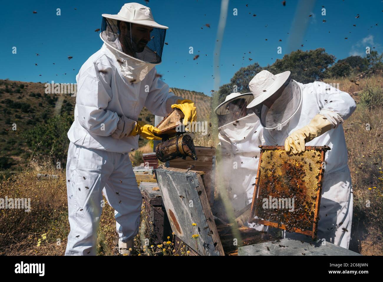 Apiculteurs travaillant à la collecte du miel. Concept d'apiculture biologique. Banque D'Images