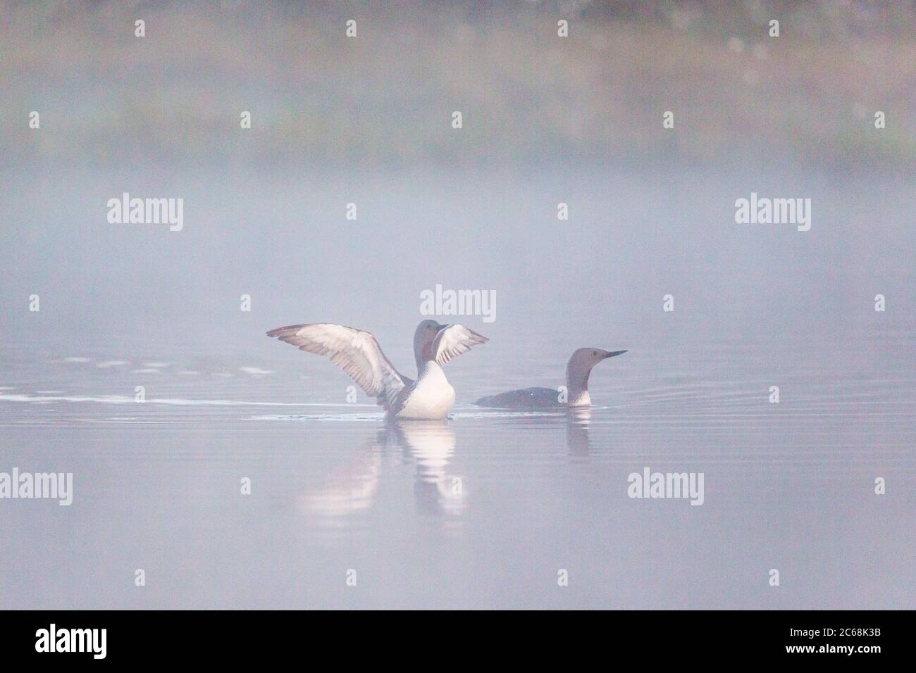 Huart à gorge rouge jeux d'accouplement de la scène dans un lac brumeux Banque D'Images