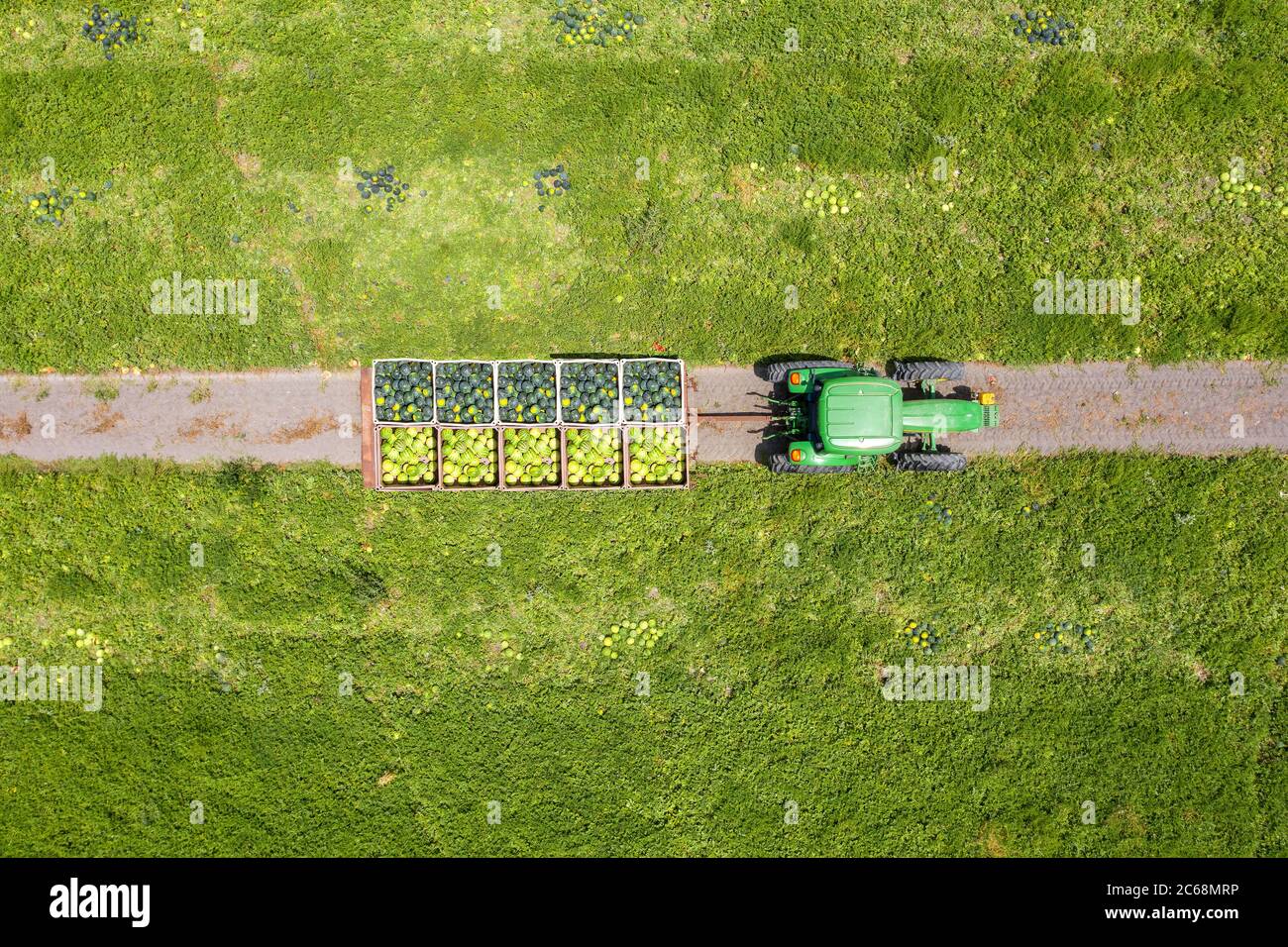 Palettes d'Watermelons mûrs chargées sur une remorque de tracteur, image aérienne de haut en bas. Banque D'Images