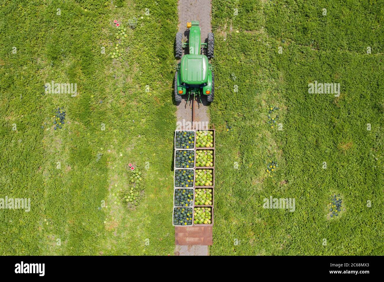 Palettes d'Watermelons mûrs chargées sur une remorque de tracteur, image aérienne de haut en bas. Banque D'Images