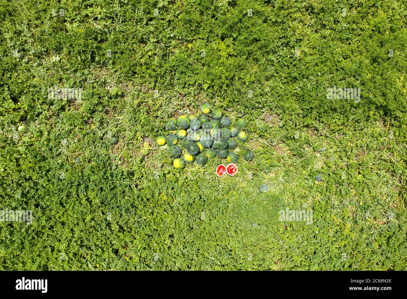Groupe d'aquarelles mûres dans un champ, image aérienne. Banque D'Images