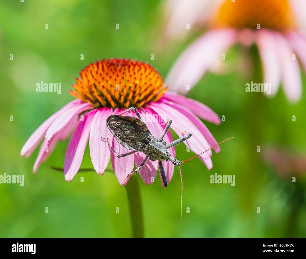 Insecte de roue (Arilus cristatus) rampant sur la conefeule pourpre Banque D'Images