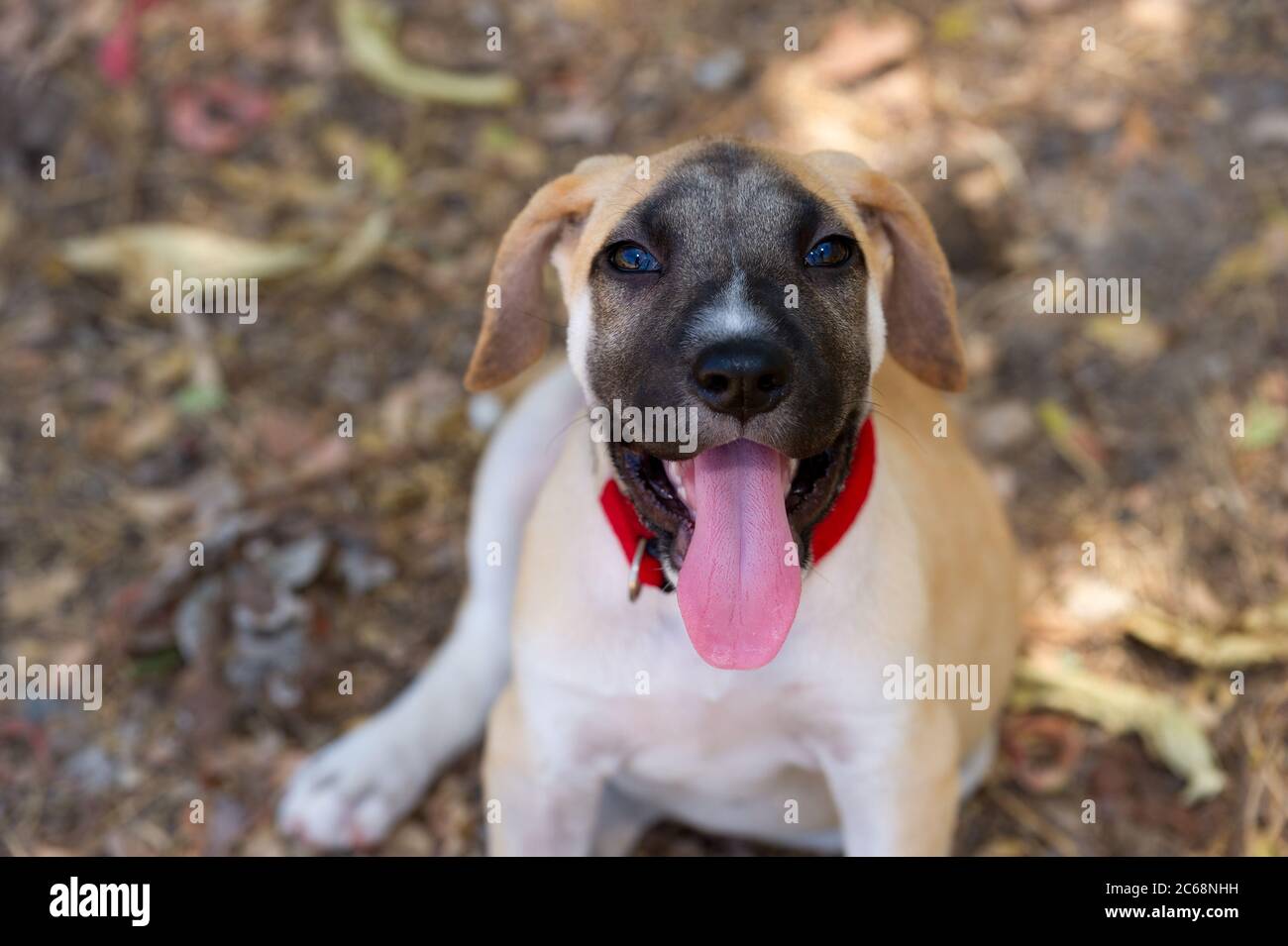 Un chien mignon est heureux et excité en collant sa langue Banque D'Images