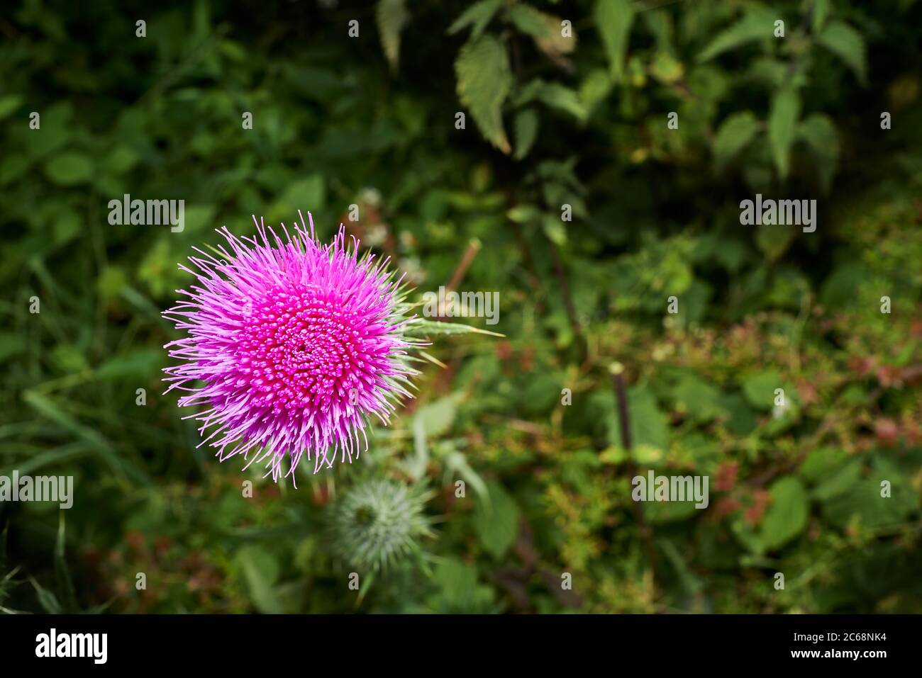 Chardon rose et vert (cirsium rivalure, atropurpureum), en pleine croissance dans la campagne anglaise. Banque D'Images